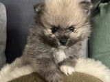 Chiots Spitz Nain Poméranien à vendre
