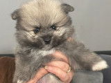 Chiots Spitz Nain Poméranien à vendre
