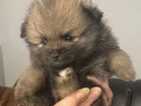 Chiots Spitz Nain Poméranien à vendre