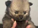 Chiots Spitz Nain Poméranien à vendre