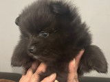 Chiots Spitz Nain Poméranien à vendre
