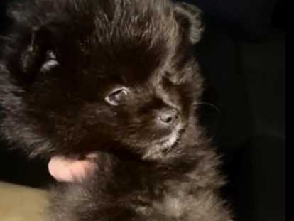 Chiots Spitz Nain Poméranien à vendre