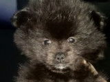 Chiots Spitz Nain Poméranien à vendre