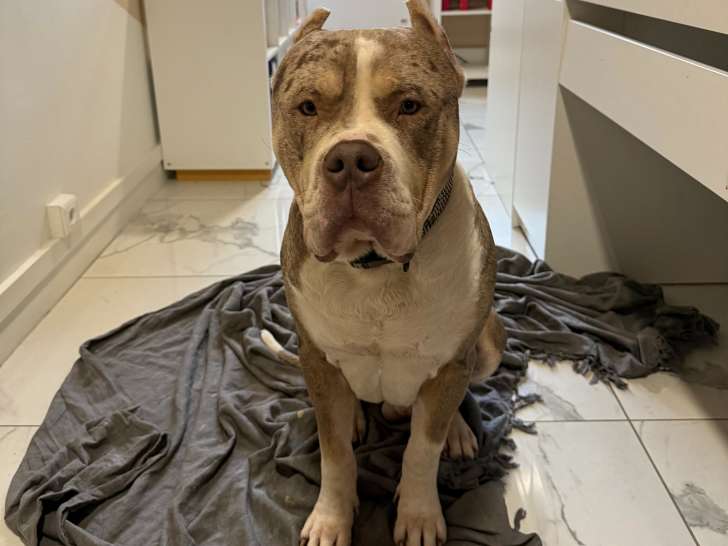 Mâle American Bully XL disponible pour saillie