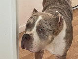 Mâle American Bully XL disponible pour saillie