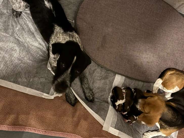 Chiots Beagle croisés Drahthaar à adopter