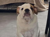Chien adulte de race Bouledogue Anglais Mâle à vendre