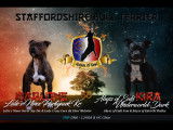 Chiots Staffordshire Bull Terrier LOF à naître