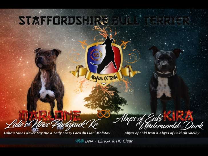 Chiots Staffordshire Bull Terrier LOF à naître