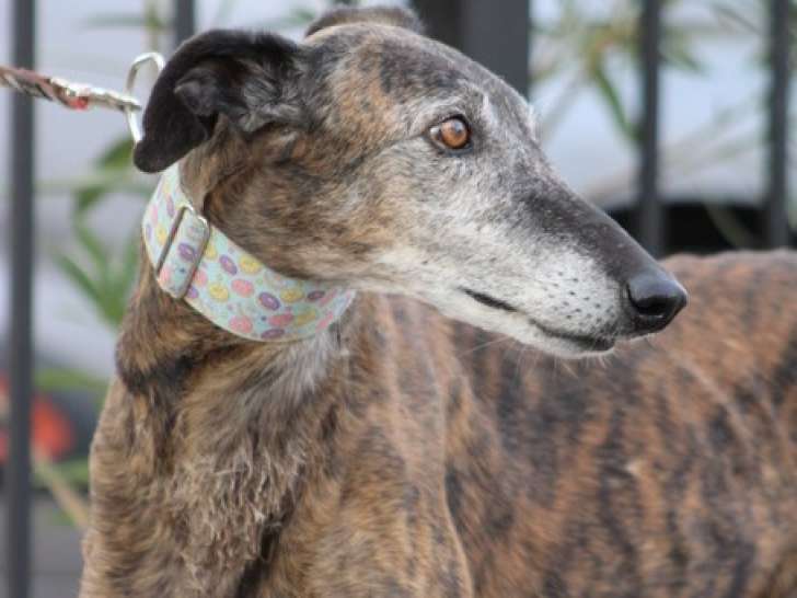 Romero, tendre Galgo senior à adopter