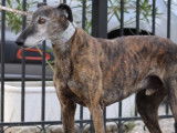 Romero, tendre Galgo senior à adopter