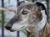Romero, tendre Galgo senior à adopter