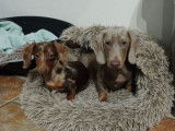À vendre, 2 chiots Teckel non-LOF de juillet 2025