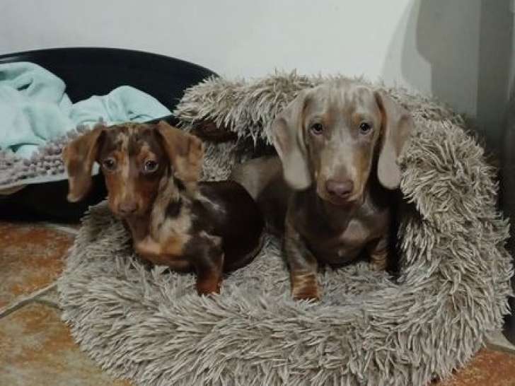 À vendre, 2 chiots Teckel non-LOF de juillet 2025