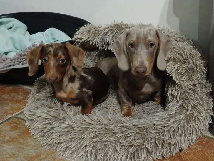 Femelle Teckel Kaninchen chocolat arlequin