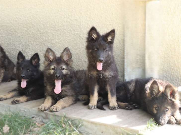 5 chiots Bergers Allemands LOF à vendre