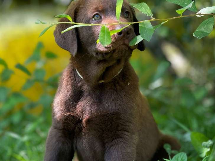 8 chiots Labradors à réserver, chocolat et noir non-LOF