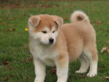 Chiots Akita Inu LOSH à vendre