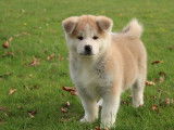 Chiots Akita Inu LOSH à vendre
