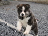 Chiots Akita Inu LOSH à vendre
