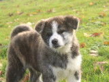 Chiots Akita Inu LOSH &agrave; vendre