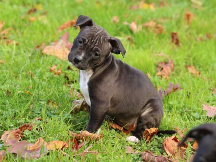Chiots American Staffordshire Terrier LOF à réserver