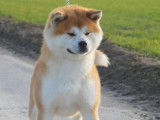 Superbe mâle Akita Inu à vendre