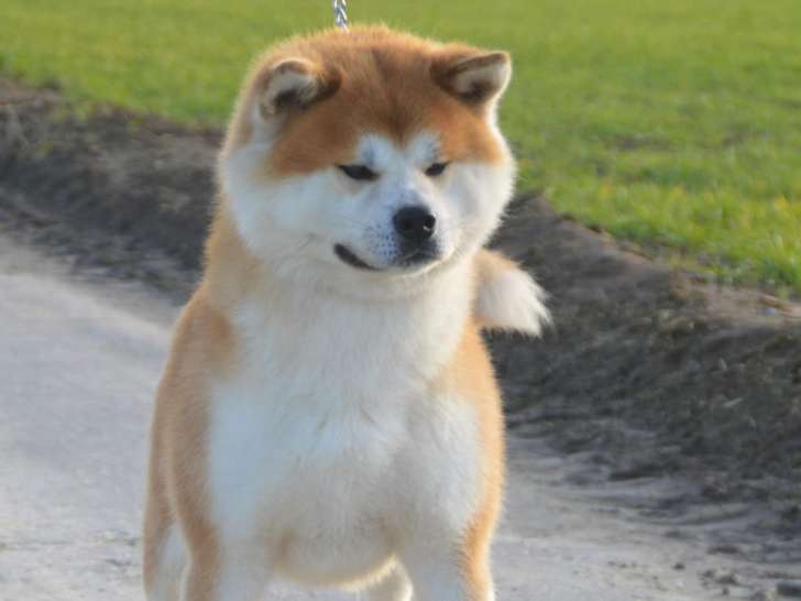 Superbe mâle Akita Inu à vendre