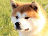 Superbe mâle Akita Inu à vendre