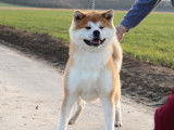 Superbe mâle Akita Inu à vendre