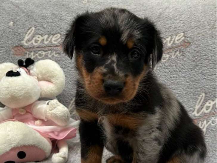2 chiots femelles Beaucerons LOF à réserver