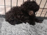 Chiot Caniche toy chocolat de 10 semaines à vendre