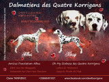 Chiots Dalmatien LOF à naître en décembre 2025