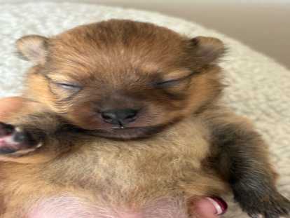 Chiot Loulou de Poméranie à vendre