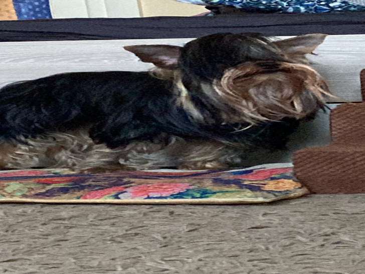 Mâle Yorkshire Terrier disponible pour saillie