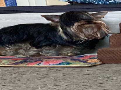 Mâle Yorkshire Terrier disponible pour saillie