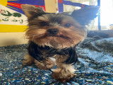 Mâle Yorkshire Terrier disponible pour saillie