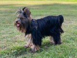 Mâle Yorkshire Terrier disponible pour saillie