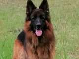 Rosko, mâle Berger Allemand à poils longs disponible pour saillie