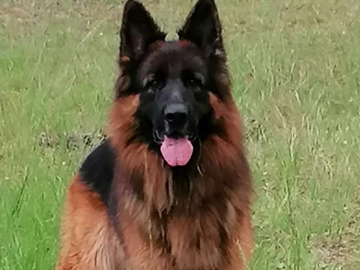 Rosko, mâle Berger Allemand à poils longs disponible pour saillie