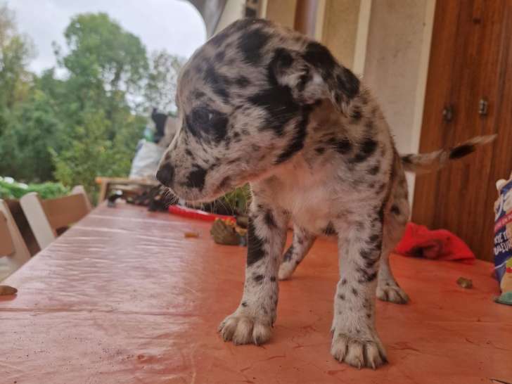 Chiots Berger Australien croisé Staff chocolat à vendre