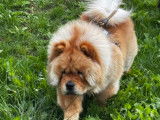 Magnifique mâle Chow Chow disponible pour saillie