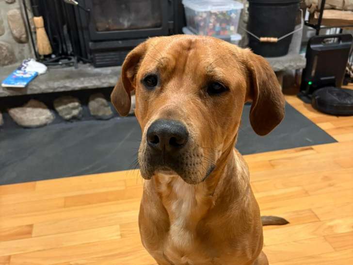 Arlo, Boxer croisé Grand Danois à adopter en association