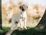 1 chiot femelle Berger Kangal d'Anatolie LOF à vendre