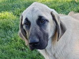 1 chiot femelle Berger Kangal d'Anatolie LOF à vendre