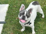 Francis, Bouledogue Français à adopter en association