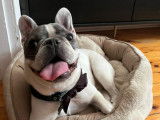 Francis, Bouledogue Français à adopter en association