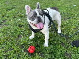 Francis, Bouledogue Français à adopter en association