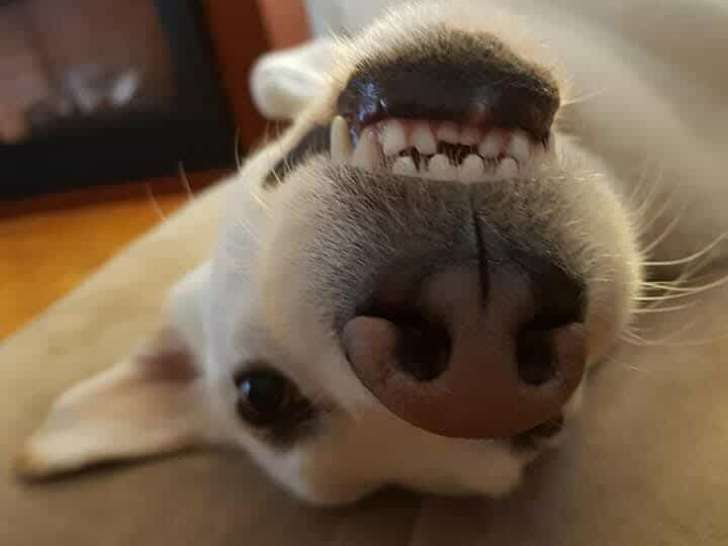 Jersey, chienne Berger Blanc croisée Husky à adopter en association