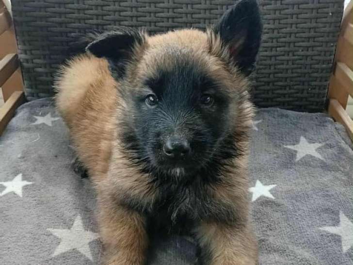 4 chiots Bergers Belges Tervuerens LOF à réserver, 2 mâles et 2 femelles d'août 2025
